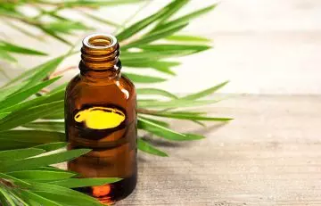 Tea Tree Oil for Bed Bugs in Hindi