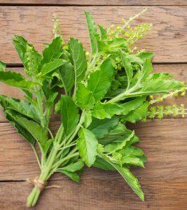 All About Basil Leaves in Hindi