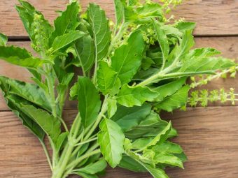 All About Basil Leaves in Hindi