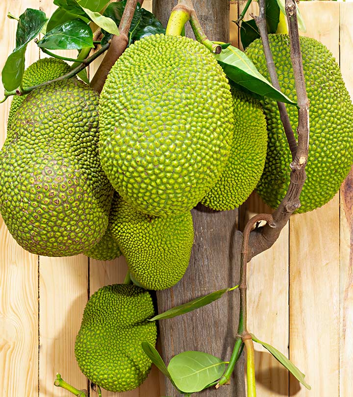 कटहल के 12 फायदे, उपयोग और नुकसान - Jackfruit Benefits, Uses and ...
