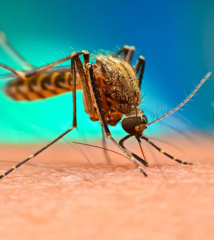 Malaria Symptoms and Home Remedies in Hindi