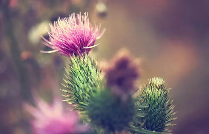 Milk thistle for cirrhosis of liver Milk thistle for cirrhosis of liver