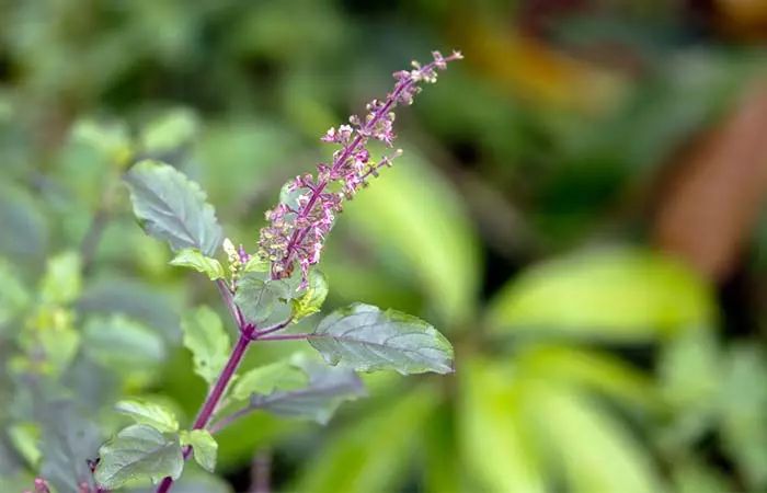 Protection And Detoxification
