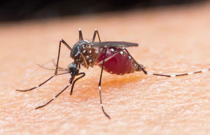 Some interesting facts about malaria