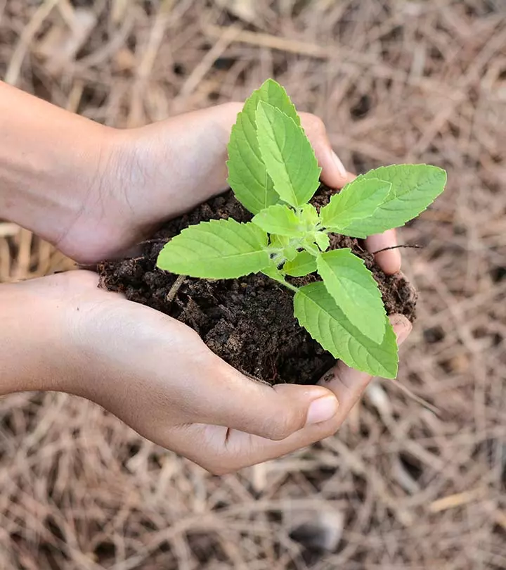 The Power Of Tulsi How And Why You Should Be Eating Tulsi Leaves Everyday_image