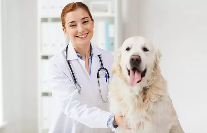 Veterinarians are one of the jobs dominated by women