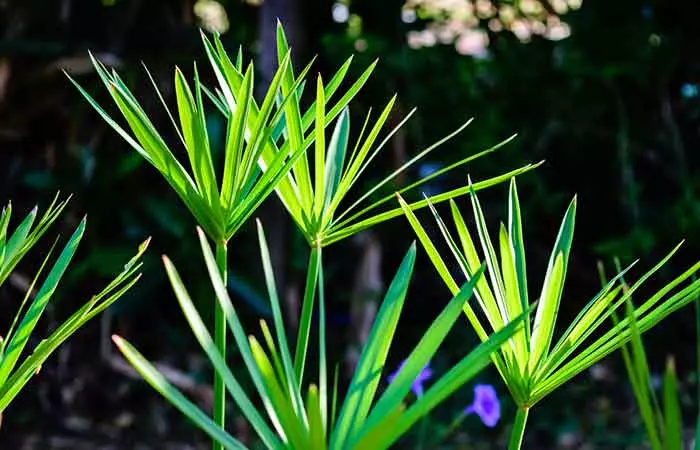 1. Papyrus Plant