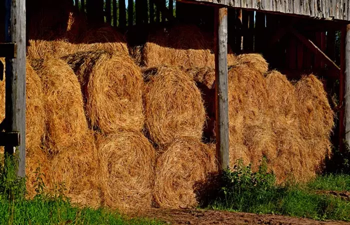 3. Hay
