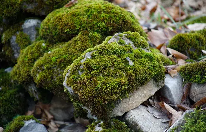 5. Moss 