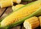 मकई या भुट्टा (कॉर्न) के 14 फायदे, उपयोग और नुकसान - All About Corn ...