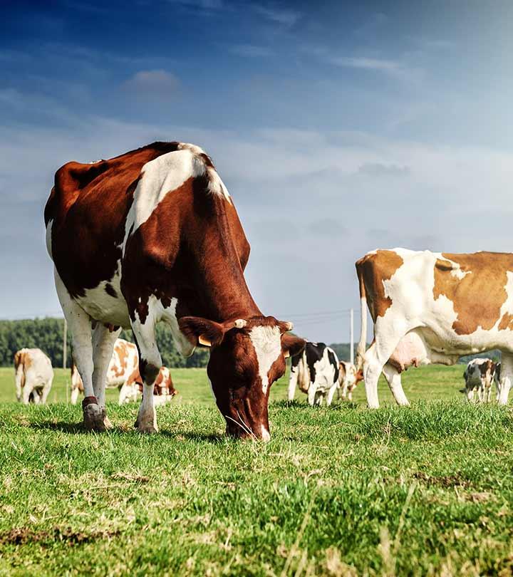 Cow Urine Gomutra Benefits in Hindi