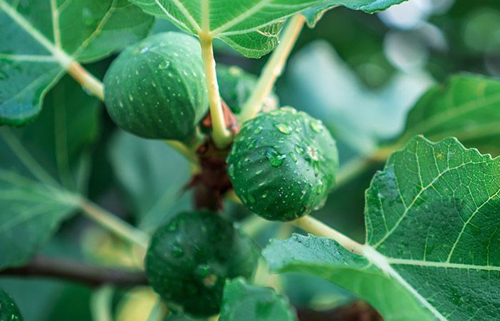 Fig leaf stem