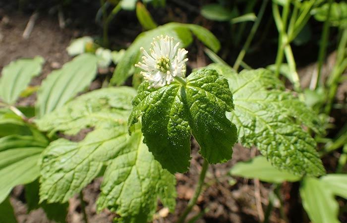 Goldenseal