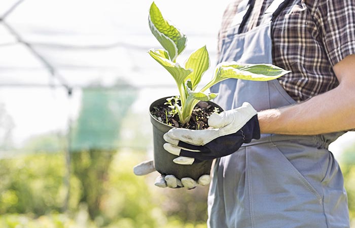 Growing Genetically Modified Plants. They Help Clean The Air