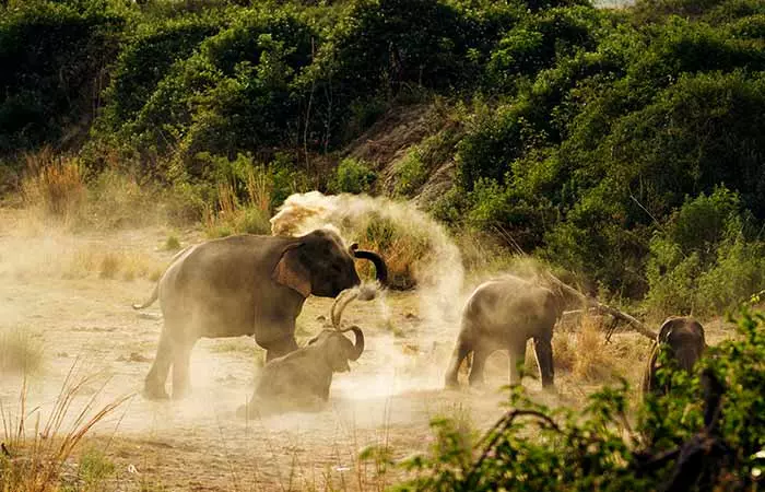 Jim Corbett Uttarakhand