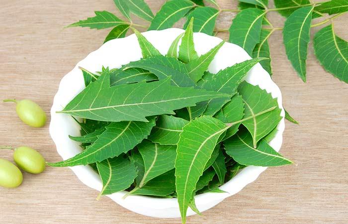 Leaves of the Neem tree