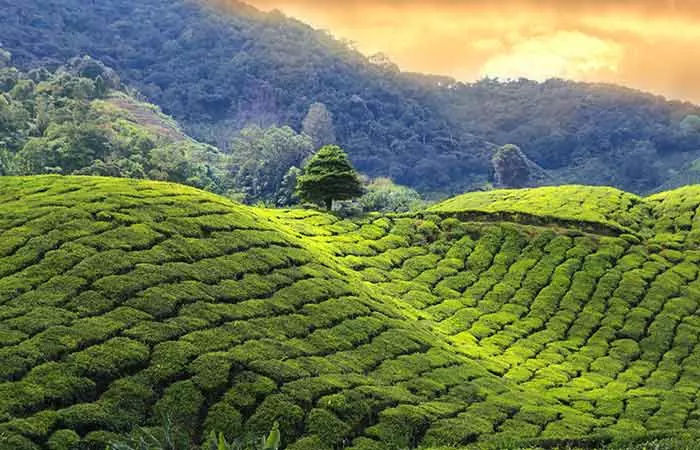 MunnarKerala