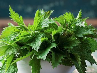 Nettle Leaf Benefits, Uses and Side Effects in Hindi