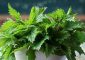 Nettle Leaf Benefits, Uses and Side Effects in Hindi