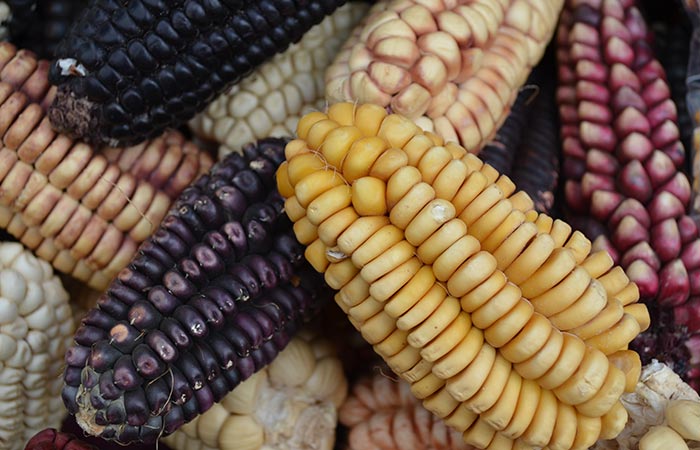 Types of corn in hindi