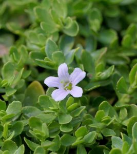 Brahmi Benefits, Uses and Side Effects in Hindi