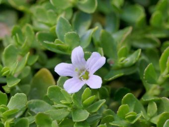 Brahmi Benefits, Uses and Side Effects in Hindi