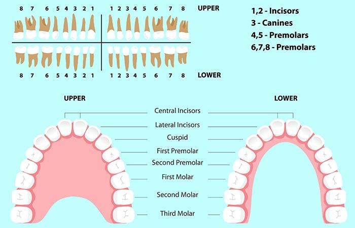 Types Of Teeth – Their Shapes And Functions