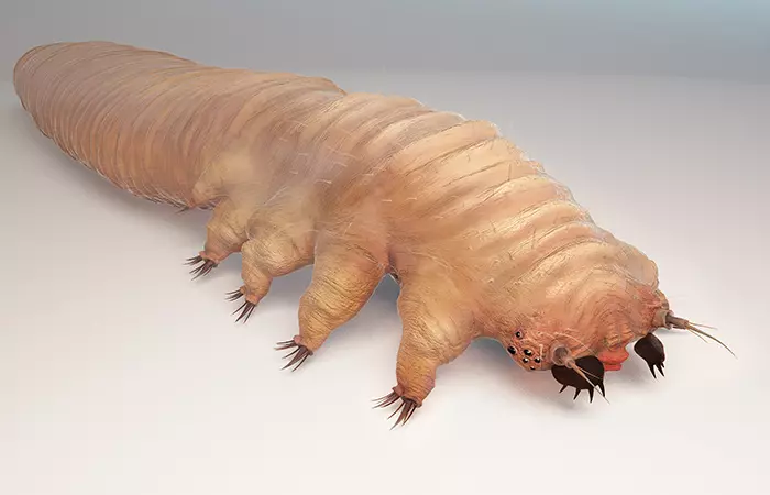 Face mite or demodex mite