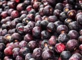 फालसा फल के फायदे और नुकसान - Falsa Fruit Benefits and ASide ...
