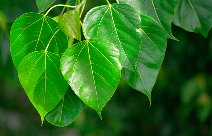 Ficus religiosa