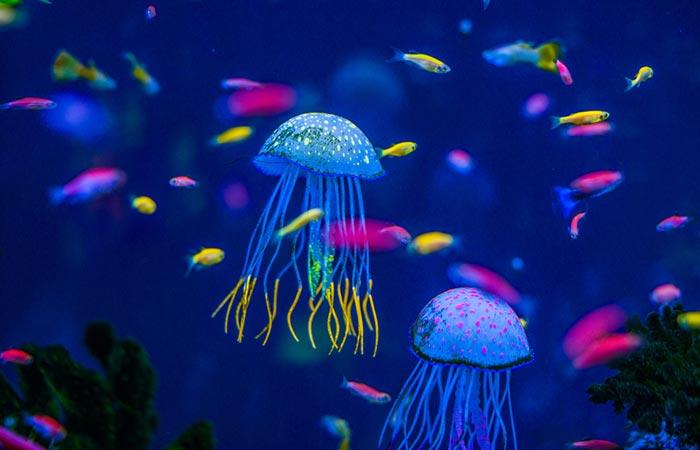 Protects against jellyfish poison