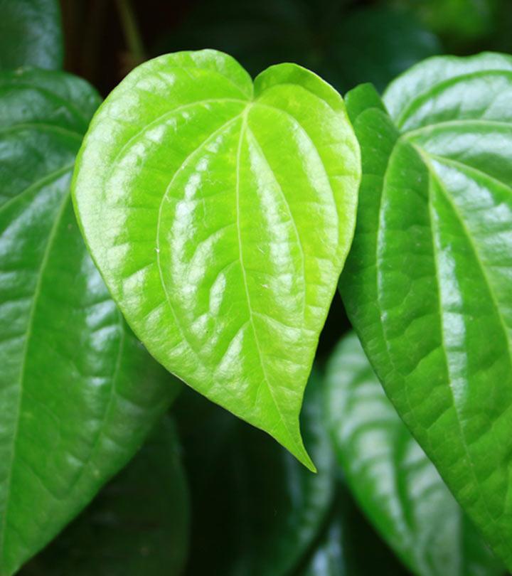 12-betel-leaf-benefits-uses