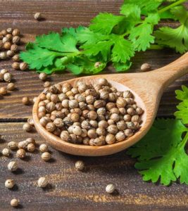 Coriander Seeds Benefits and Uses in Hindi (3)