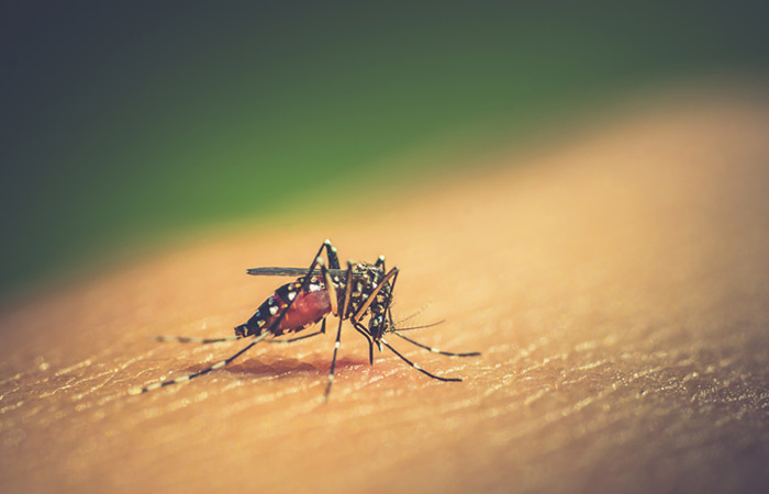 Dengue and Chikungunya