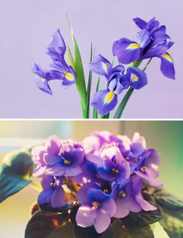 February- Iris And Violet