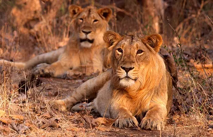 Gir Forest National Park