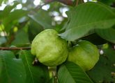 अमरूद के पत्ते के फायदे और नुकसान - Guava Leaves Benefits and Side ...