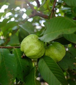 Guava Leaves Benefits and Side Effects in Hindi