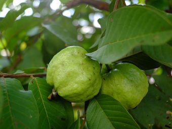 Guava Leaves Benefits and Side Effects in Hindi