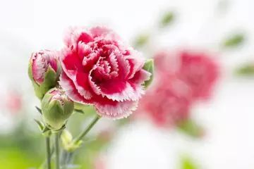 January--Carnation
