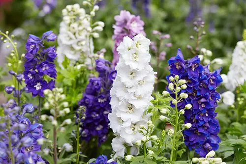 July- Delphinium