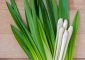 Lemon-Grass-Benefits-and-Side-Effects-in-Hindi