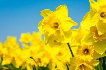 March- Daffodil