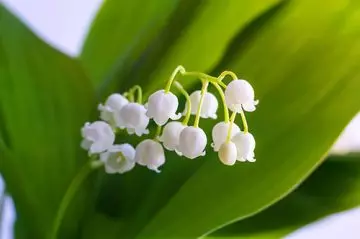 May- Lilly Of The Valley