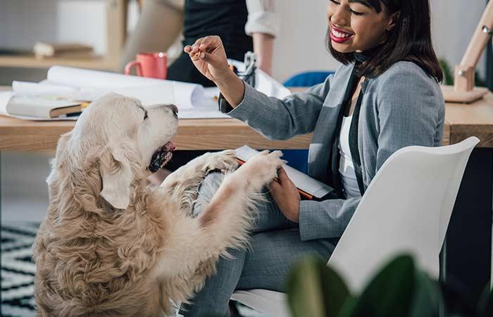 Pets Decrease The Number Of Sick Leaves Taken By Employees