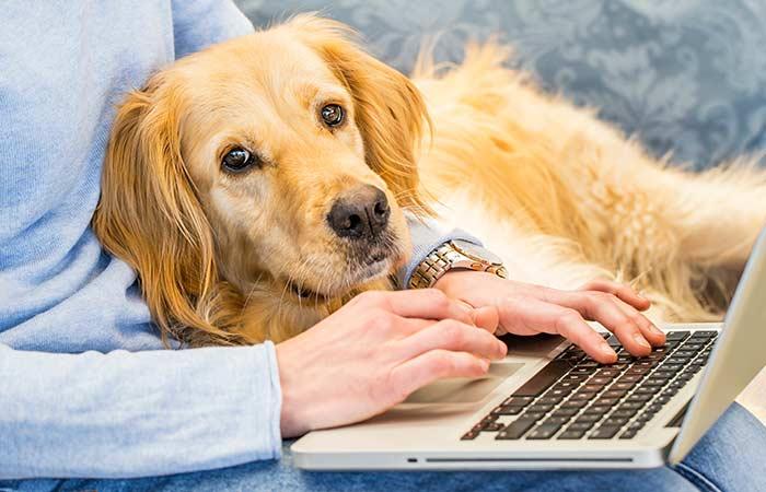 Pets Help Reduce Stress At Work