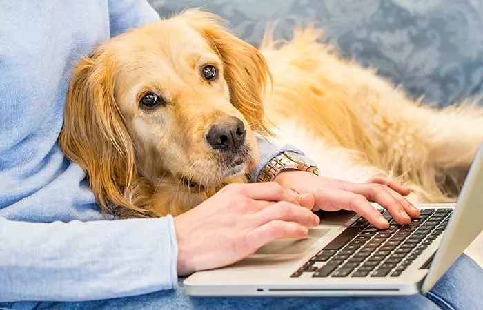 Pets Help Reduce Stress At Work