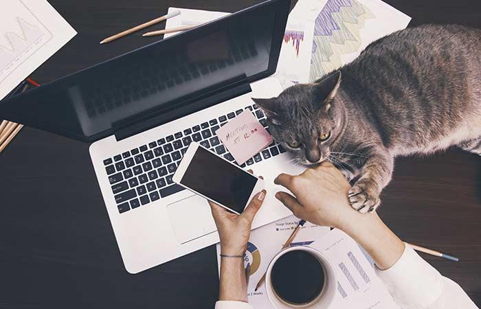 Pets Increase The Productivity Of The Employees