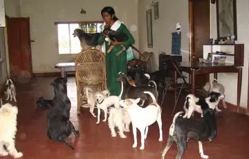 Rescued From Euthanasia & Abuse, Woman Gives 800+ Animals A Retirement Home!