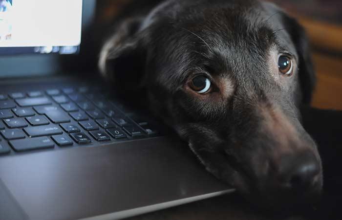 Scientists Say Having Pets In the Office Can Reduce Stress And Make You More Productive